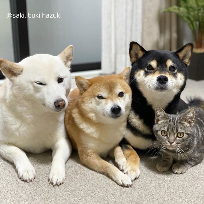Cat-Thinks-She-Is-Dog-Saki-Ibuki-Hazuki