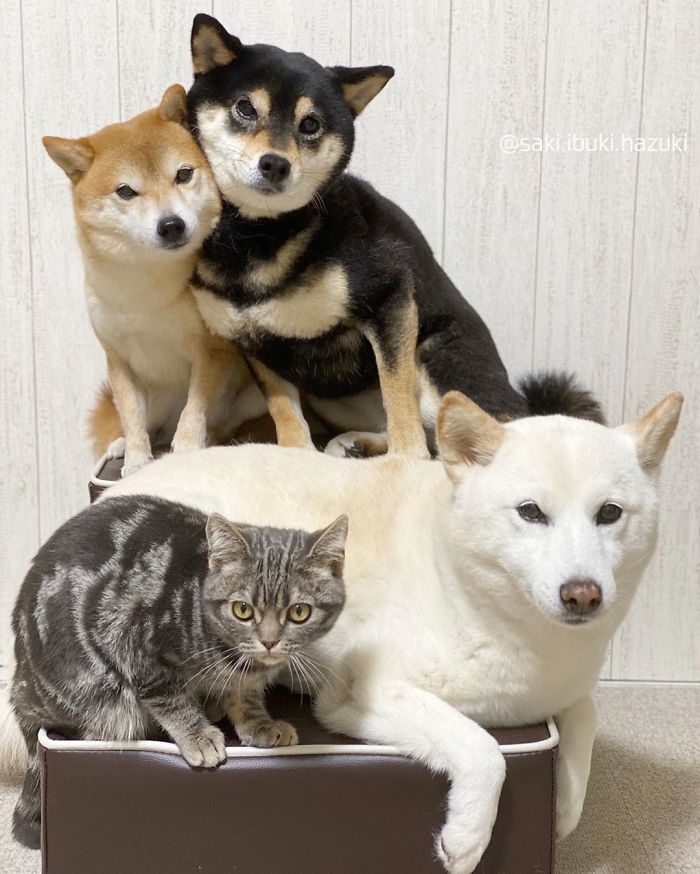 Cat-Thinks-She-Is-Dog-Saki-Ibuki-Hazuki