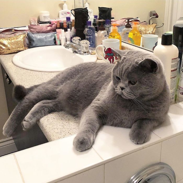 I Don’t Always Follow Meowmy In The Bathroom, But When I Do, I Like To Watch Her Pee