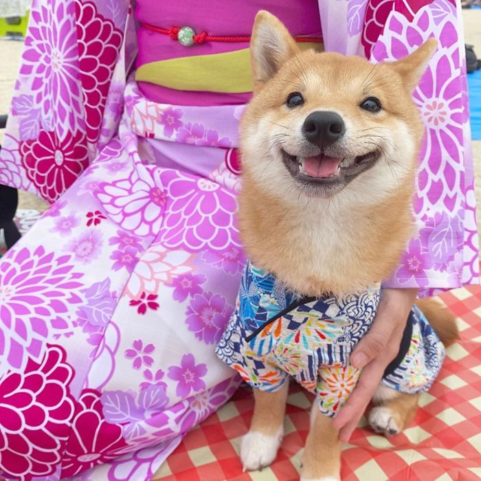 Smilling-Shiba-Pics