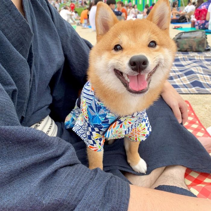Smilling-Shiba-Pics