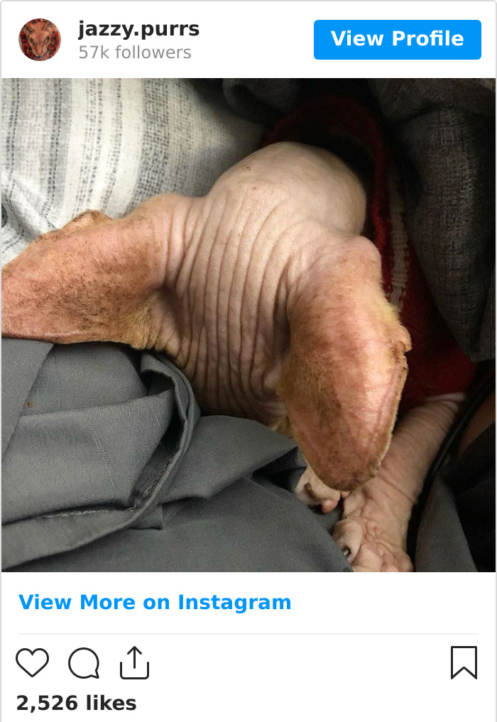 Jazzypurrs-Jasper-Cat-Sphinx-Eyeless