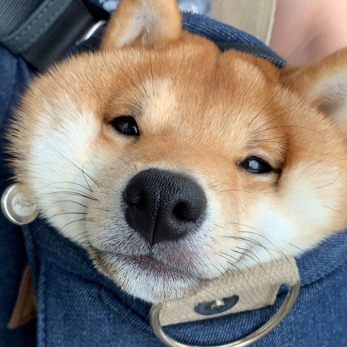 Smilling-Shiba-Pics