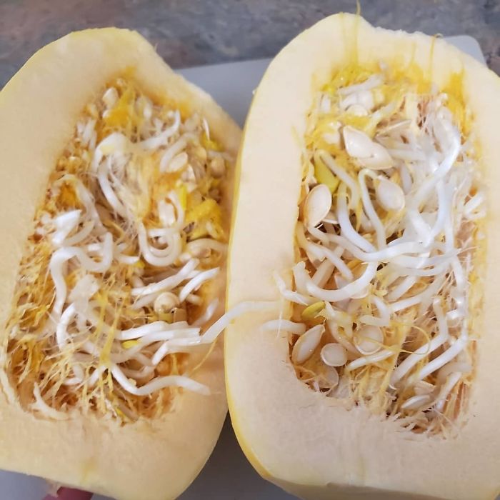 Never Seen A Spaghetti Squash So Sprouty!