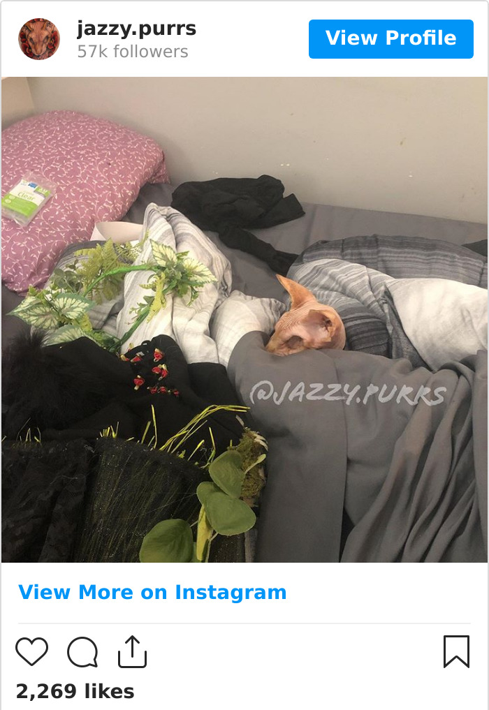 Jazzypurrs-Jasper-Cat-Sphinx-Eyeless