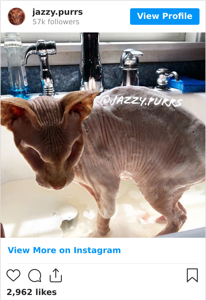 Jazzypurrs-Jasper-Cat-Sphinx-Eyeless