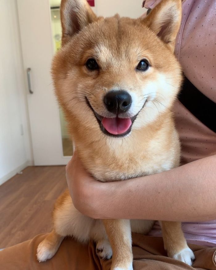 Smilling-Shiba-Pics