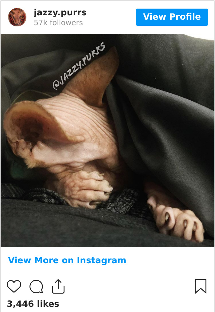 Jazzypurrs-Jasper-Cat-Sphinx-Eyeless