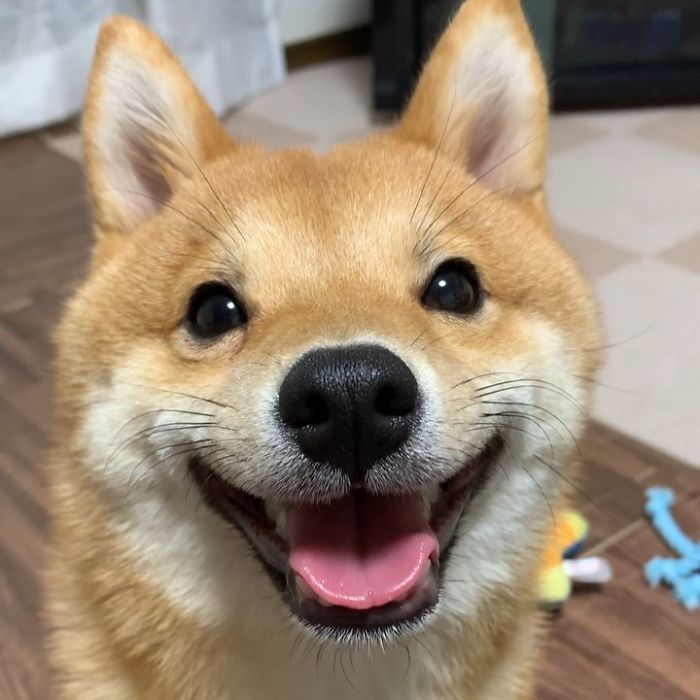 Smilling-Shiba-Pics