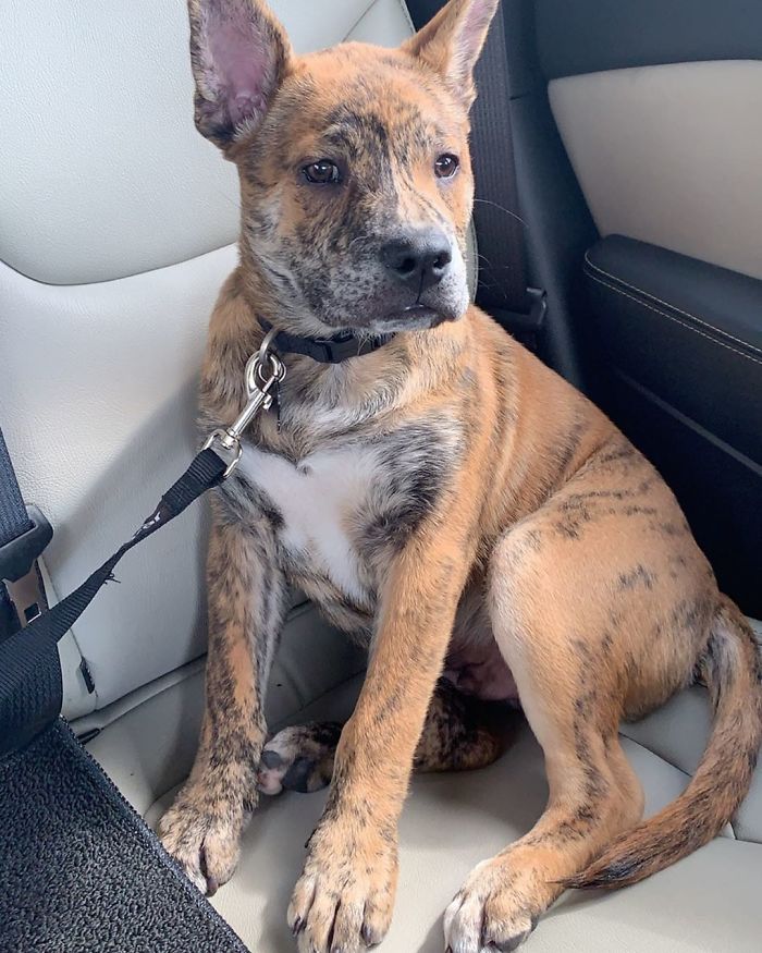 Pit Bull + Chow Chow