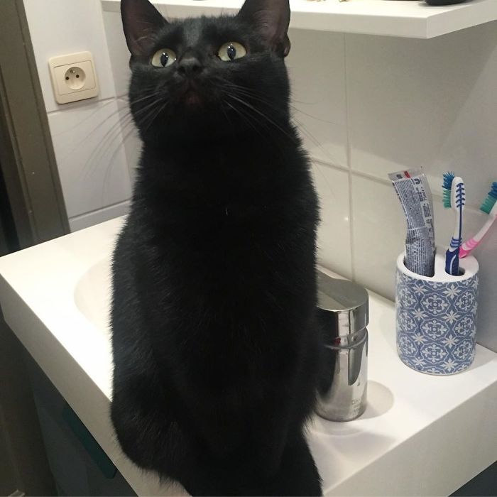 Mmm! I Love That Toothpaste Smell! Can It Be Eaten?