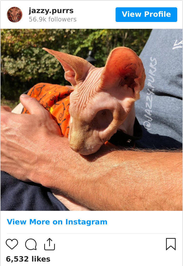 Jazzypurrs-Jasper-Cat-Sphinx-Eyeless