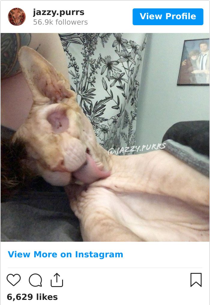 Jazzypurrs-Jasper-Cat-Sphinx-Eyeless