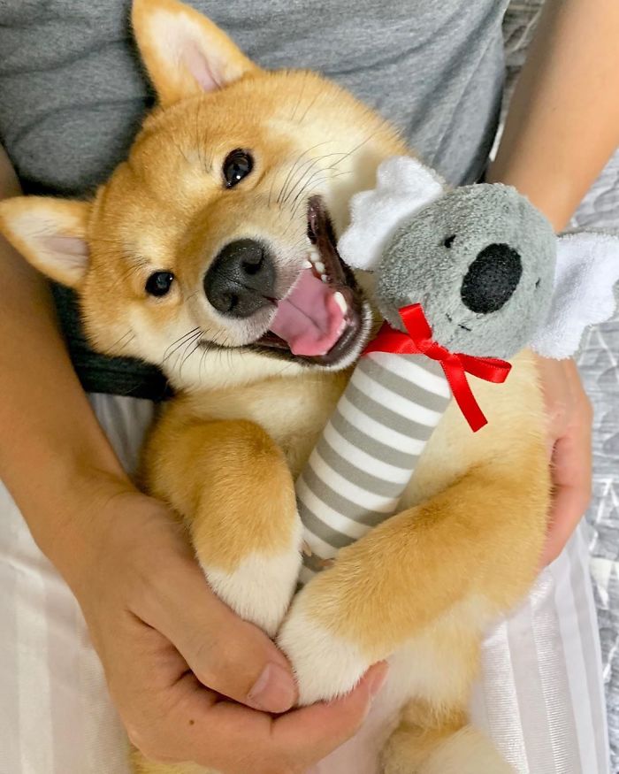 Smilling-Shiba-Pics
