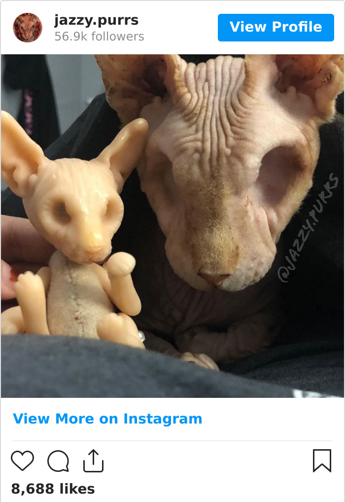 Jazzypurrs-Jasper-Cat-Sphinx-Eyeless