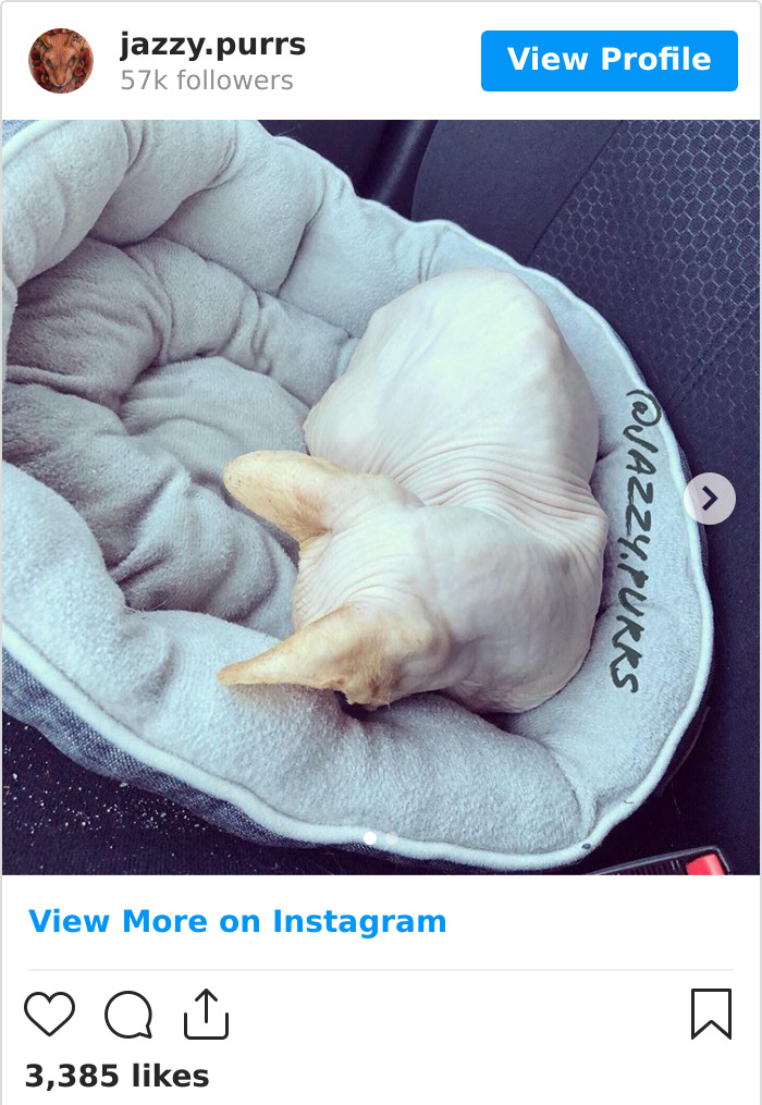 Jazzypurrs-Jasper-Cat-Sphinx-Eyeless