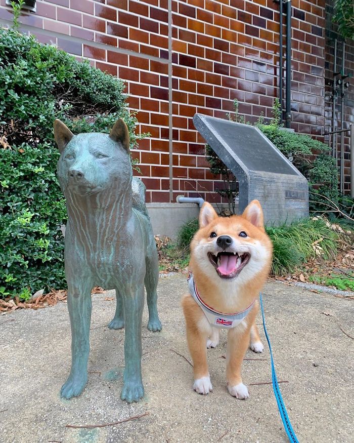 Smilling-Shiba-Pics