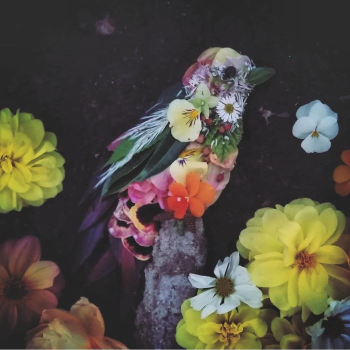 Plant-Flower-Birds-Hannah-Bullen-Ryner