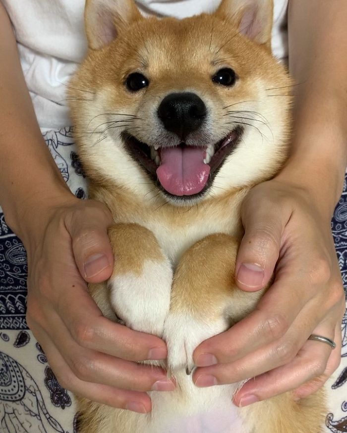 Smilling-Shiba-Pics
