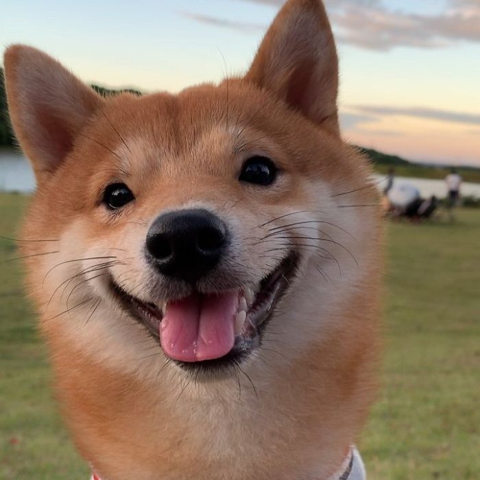 Smilling-Shiba-Pics