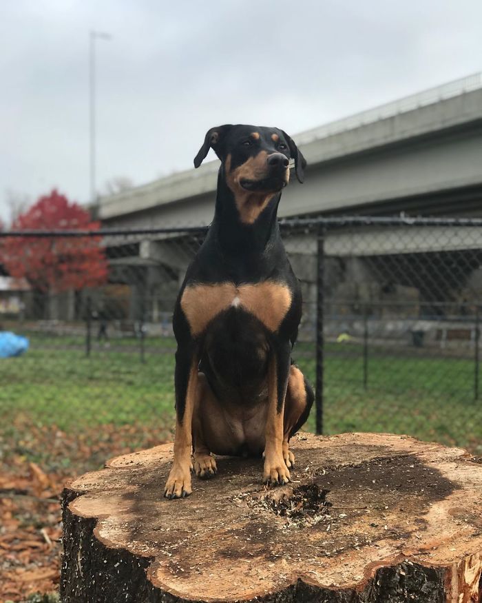 Pit Bull + Doberman