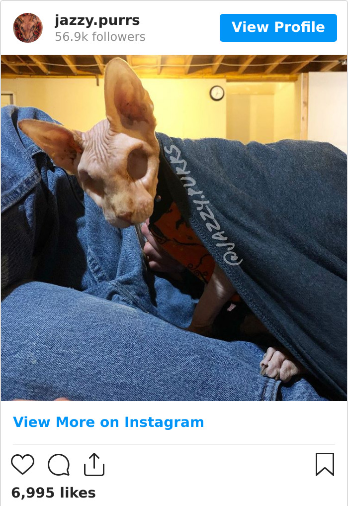 Jazzypurrs-Jasper-Cat-Sphinx-Eyeless