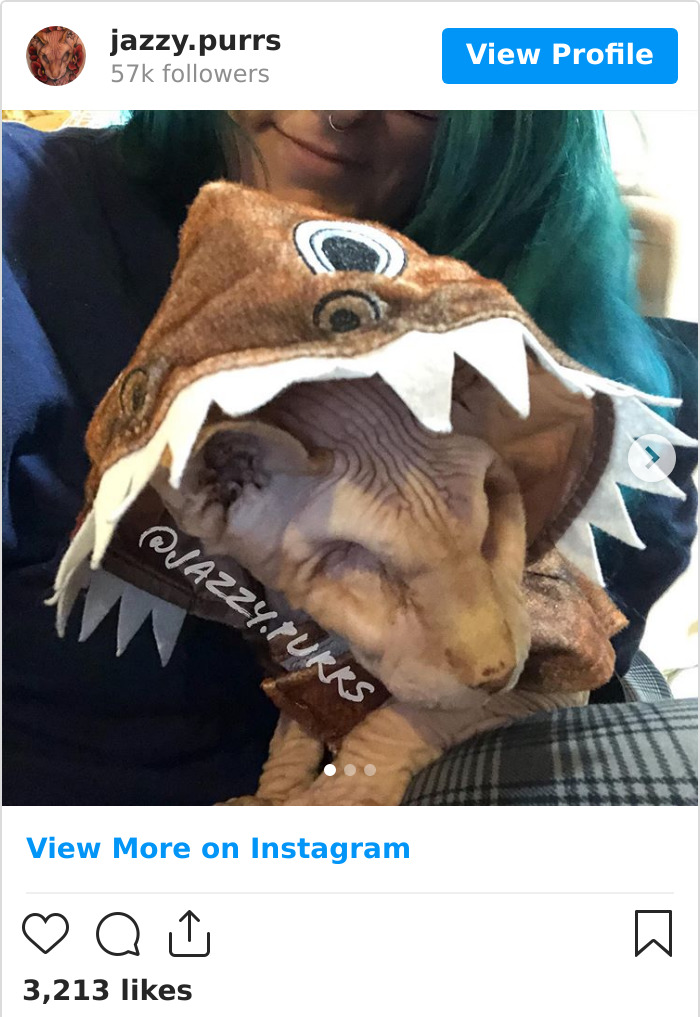 Jazzypurrs-Jasper-Cat-Sphinx-Eyeless