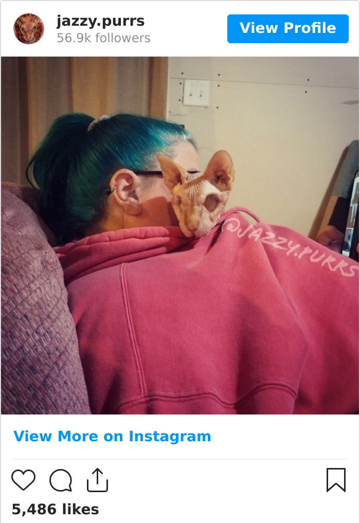 Jazzypurrs-Jasper-Cat-Sphinx-Eyeless