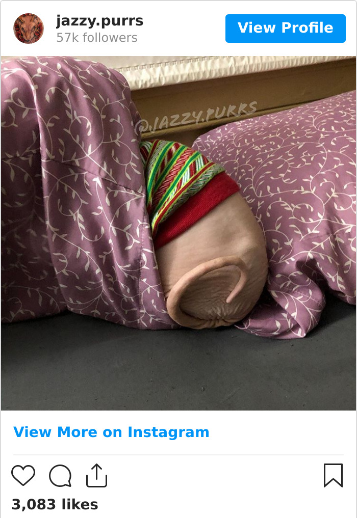 Jazzypurrs-Jasper-Cat-Sphinx-Eyeless