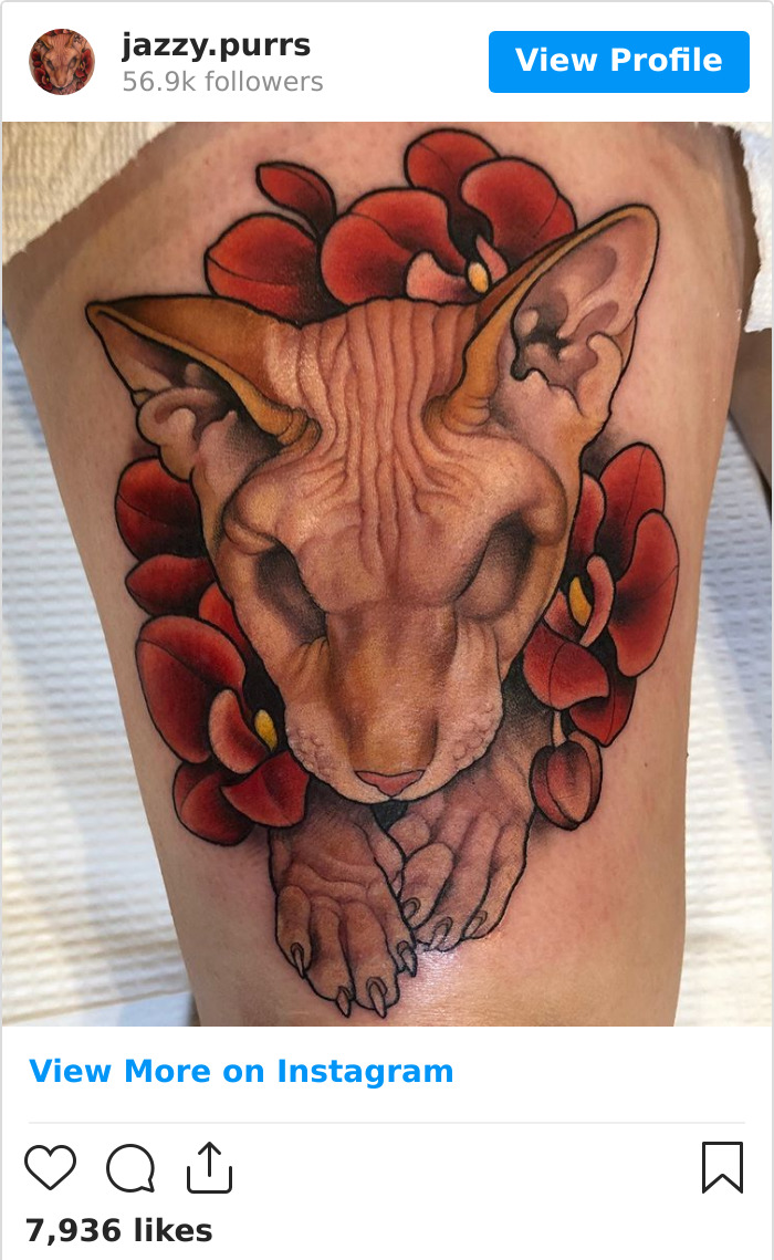 Jazzypurrs-Jasper-Cat-Sphinx-Eyeless