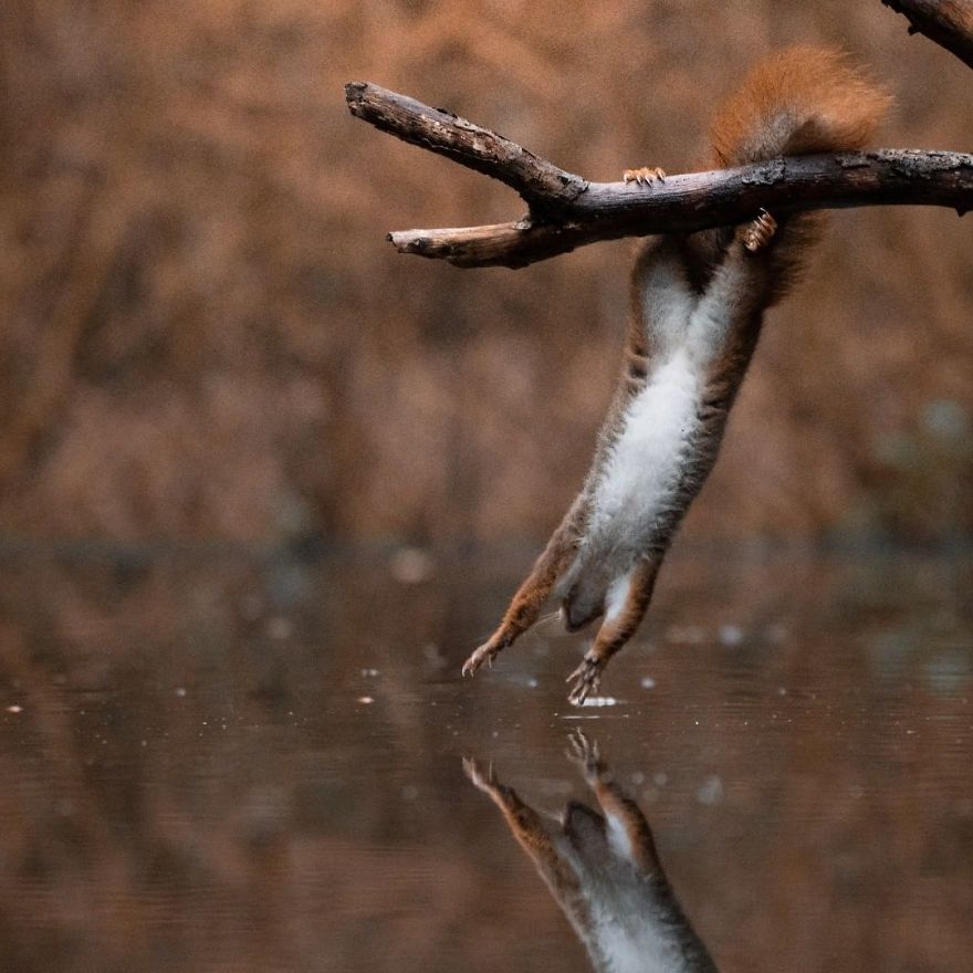 I Captured Squirrels Looking In The Water As If They Were Looking In The Mirror (14 Pics) I Captured Squirrels Looking In The Water As If They Were Looking In The Mirror (14 Pics)