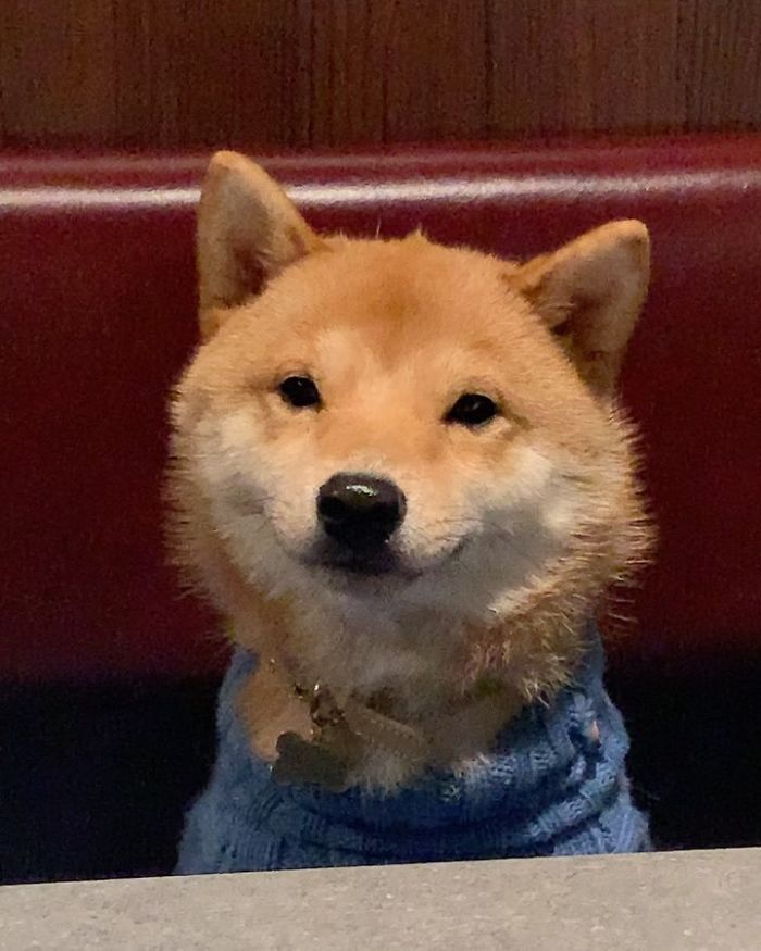 Smilling-Shiba-Pics