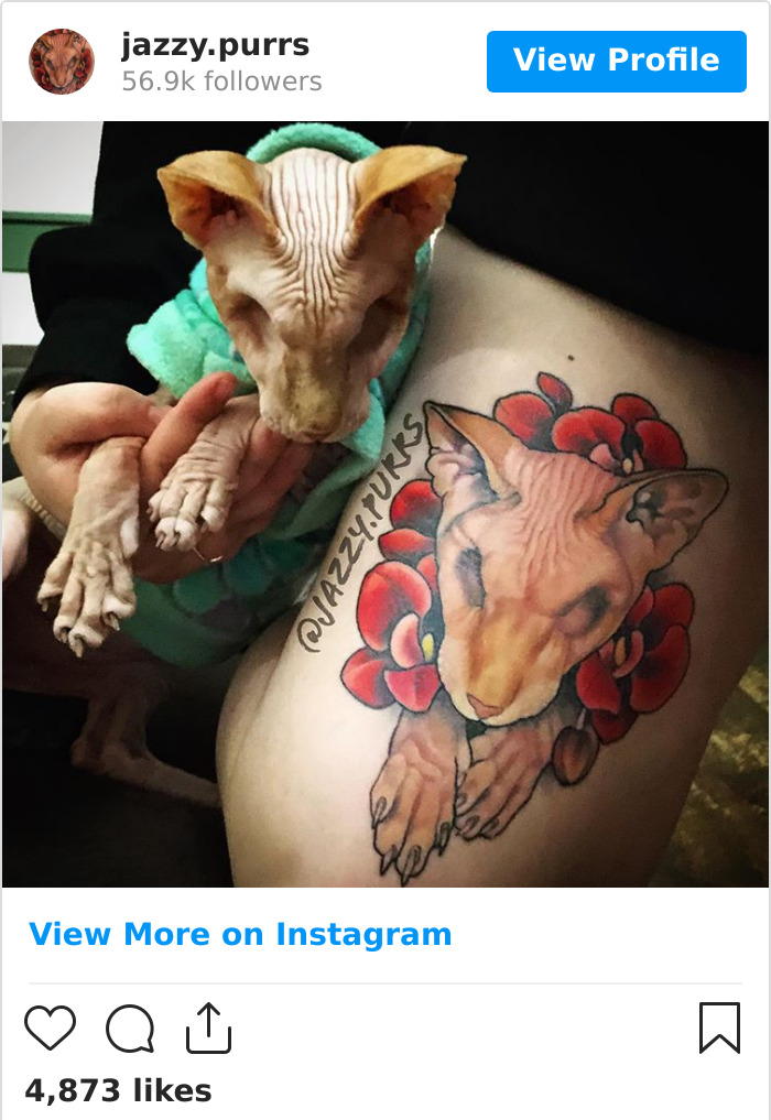 Jazzypurrs-Jasper-Cat-Sphinx-Eyeless