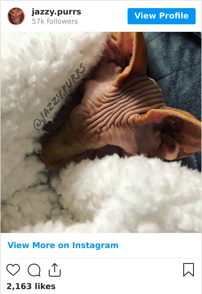 Jazzypurrs-Jasper-Cat-Sphinx-Eyeless