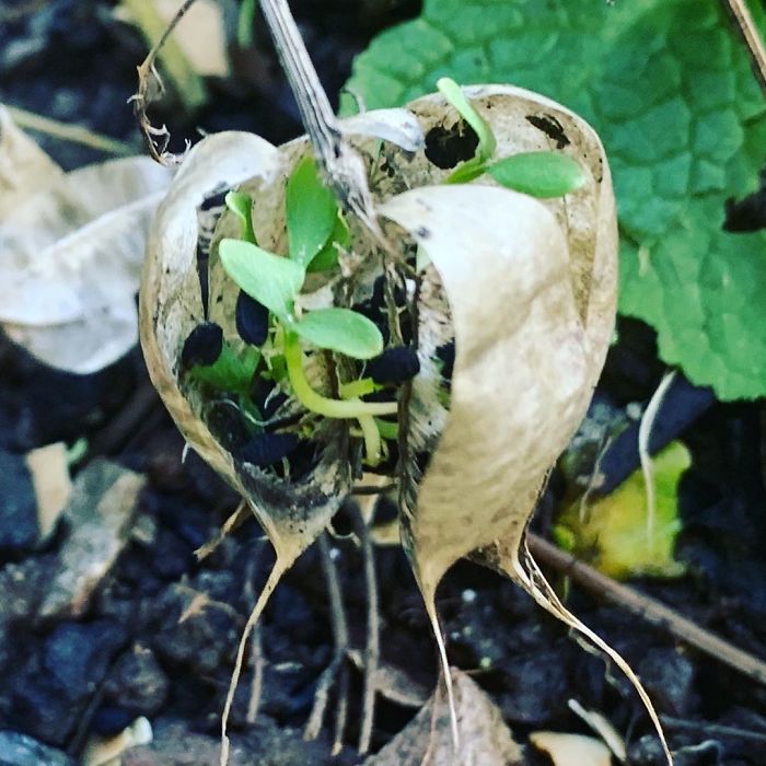 Had A Little Stroll Around The Garden This Morning And Spotted This!