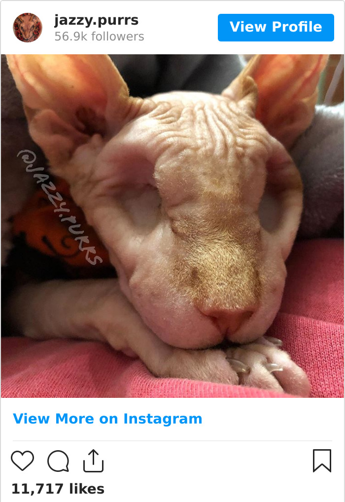 Jazzypurrs-Jasper-Cat-Sphinx-Eyeless