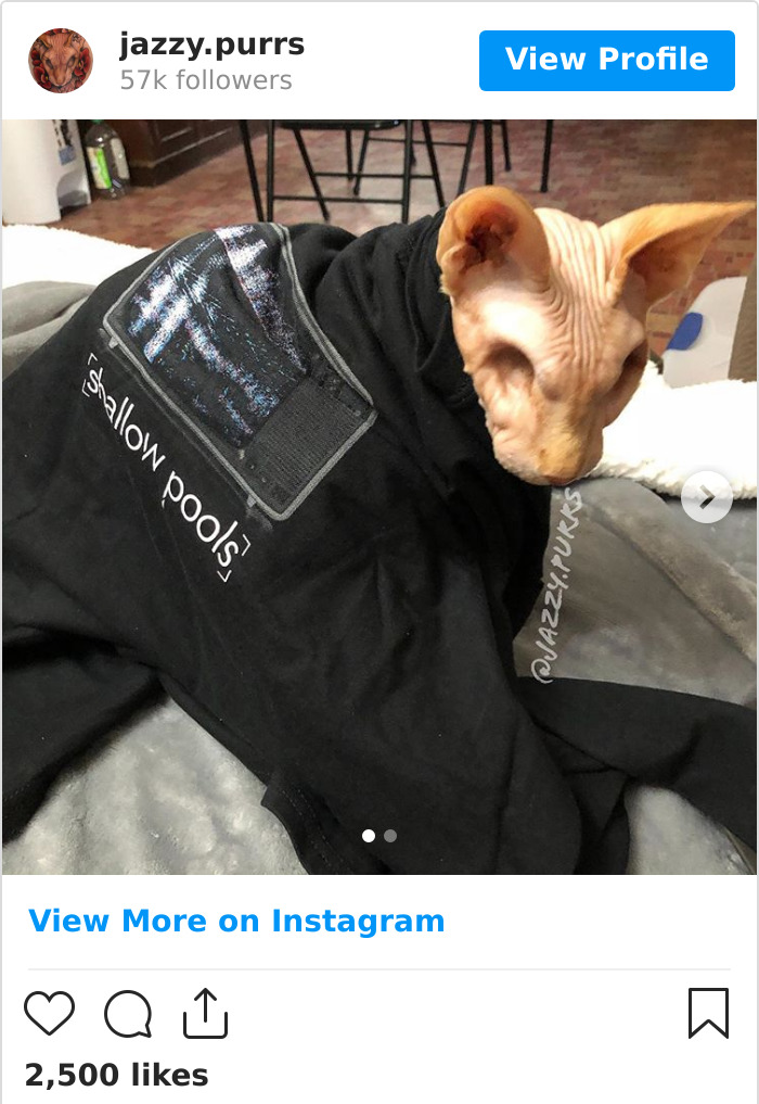 Jazzypurrs-Jasper-Cat-Sphinx-Eyeless