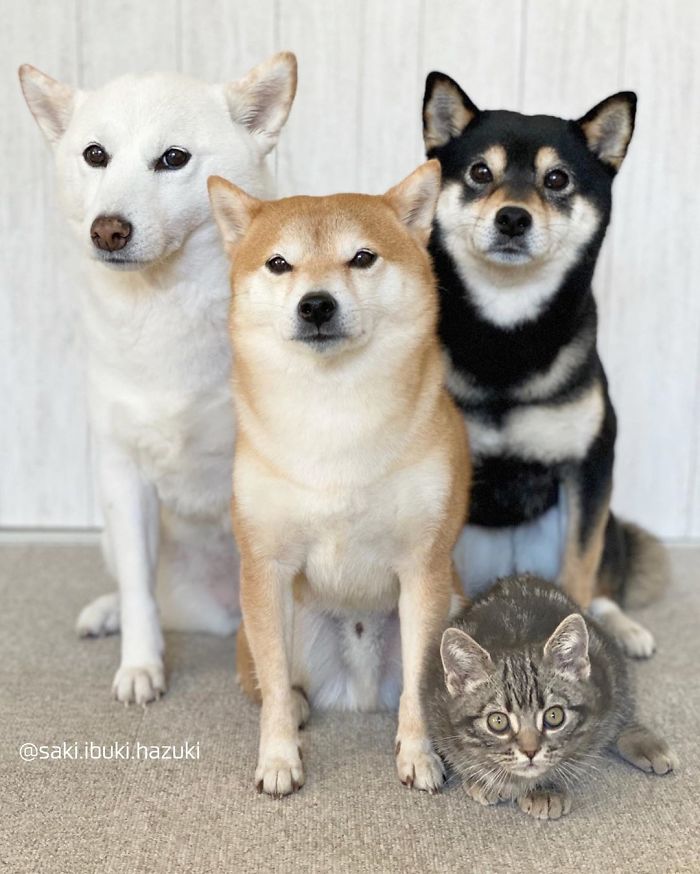 Cat-Thinks-She-Is-Dog-Saki-Ibuki-Hazuki