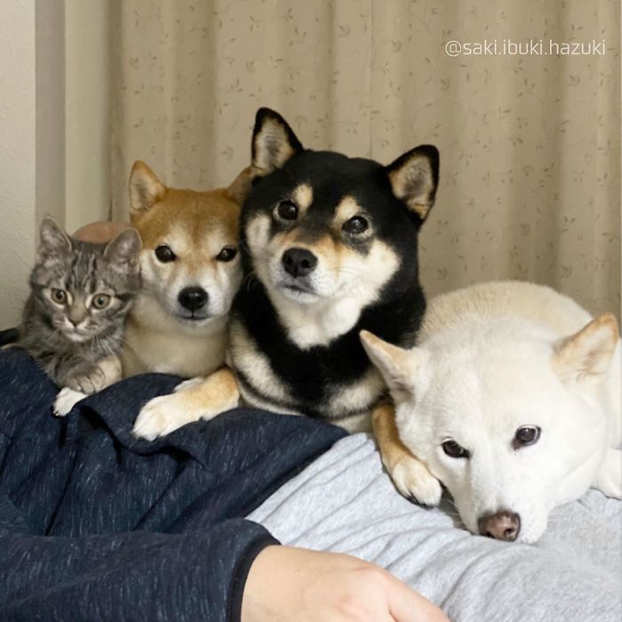 Cat-Thinks-She-Is-Dog-Saki-Ibuki-Hazuki