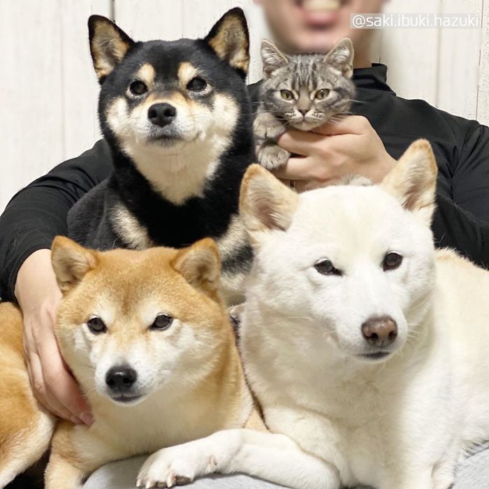 Cat-Thinks-She-Is-Dog-Saki-Ibuki-Hazuki