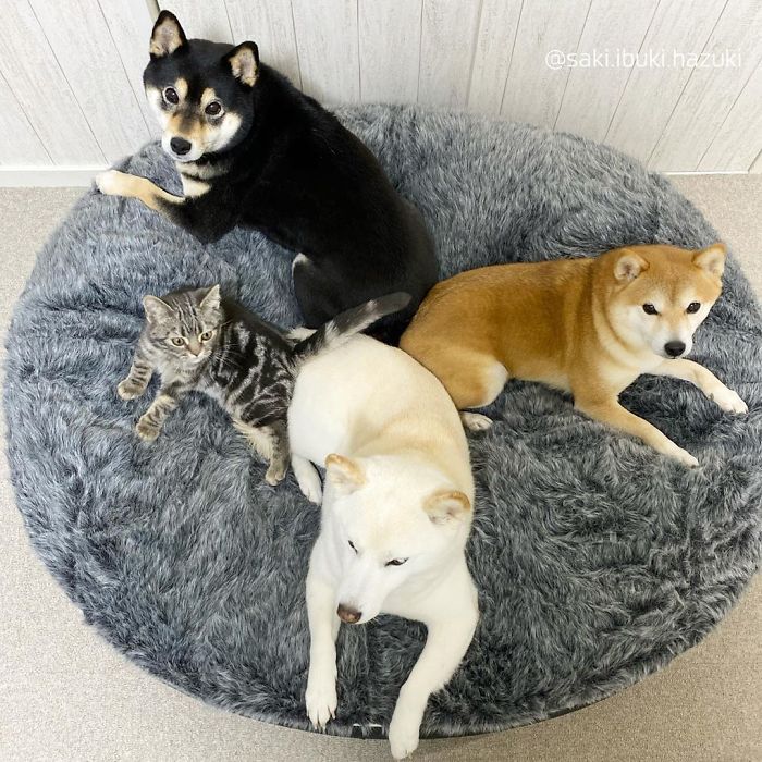 Cat-Thinks-She-Is-Dog-Saki-Ibuki-Hazuki