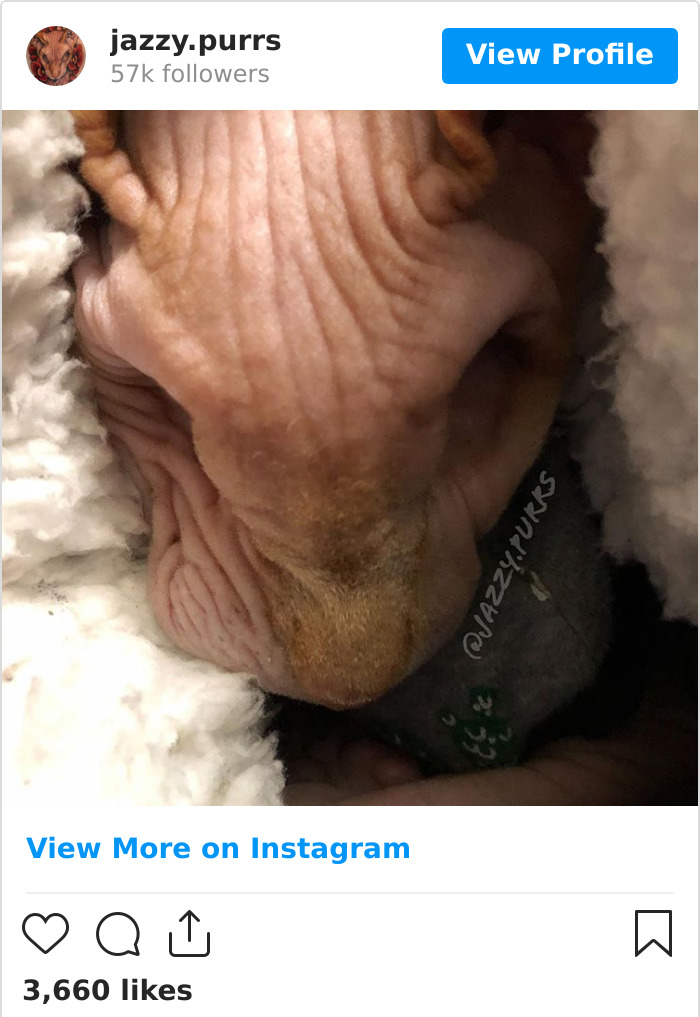 Jazzypurrs-Jasper-Cat-Sphinx-Eyeless