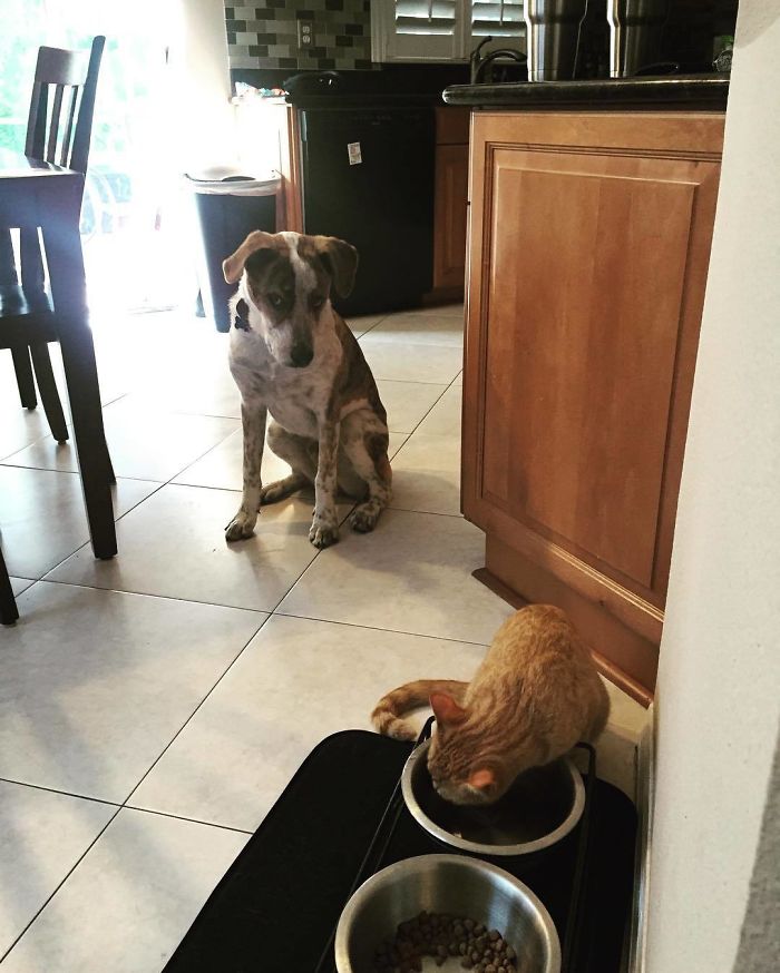 "In My House The Dog Waits Until I'm Finished Drinking Out Of His Bowl" - The Cat