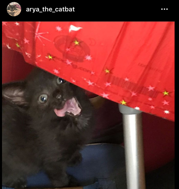 We Thought She Was A Boy Till She Was 8weeks She Was Such A Little Savage So Called Her Arya