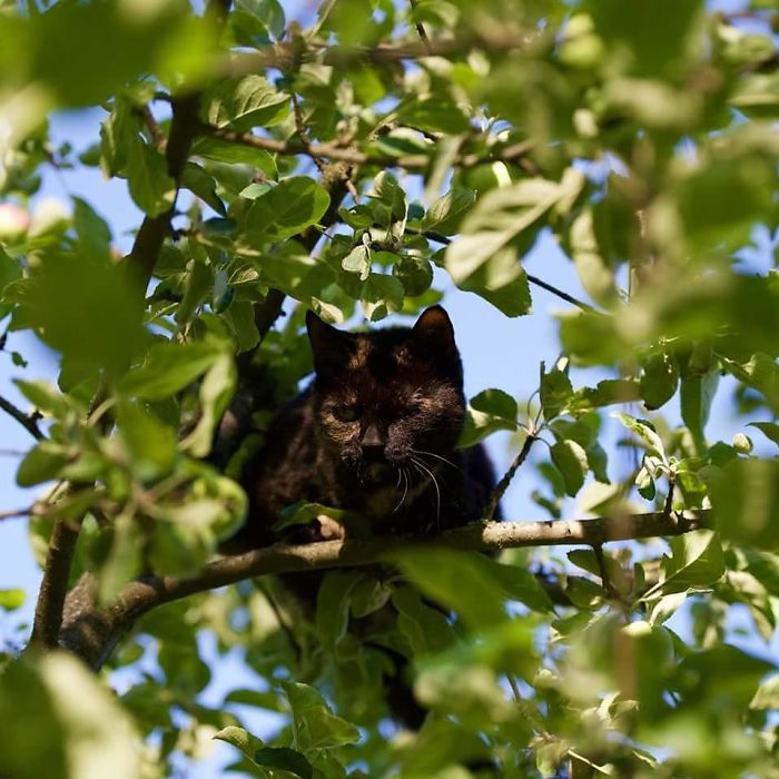 Cats-Raised-By-Birds