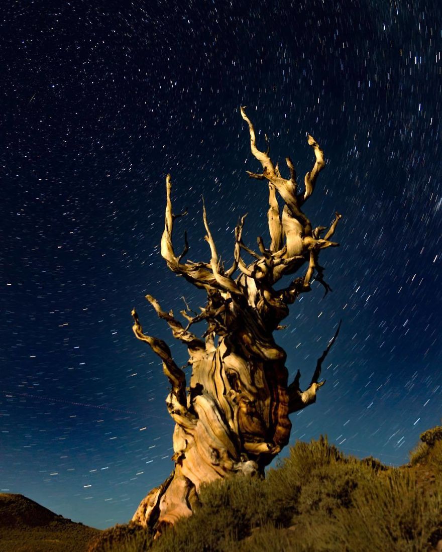 Ancient Bristlecone Pine Forest