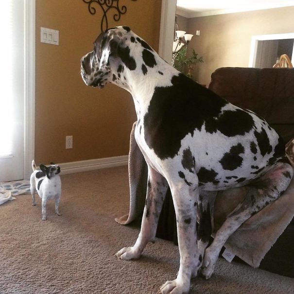 "Come On Bella Lets Go!"