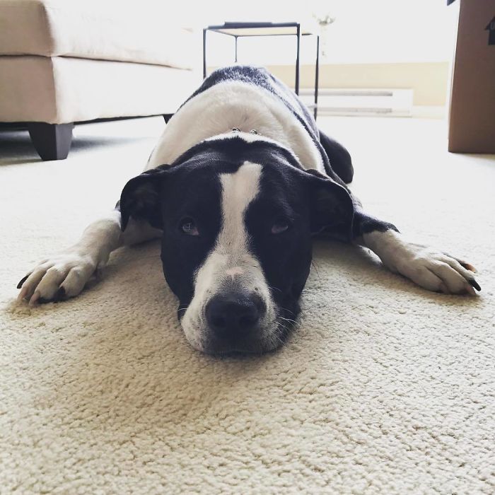 Pit Bull + Border Collie