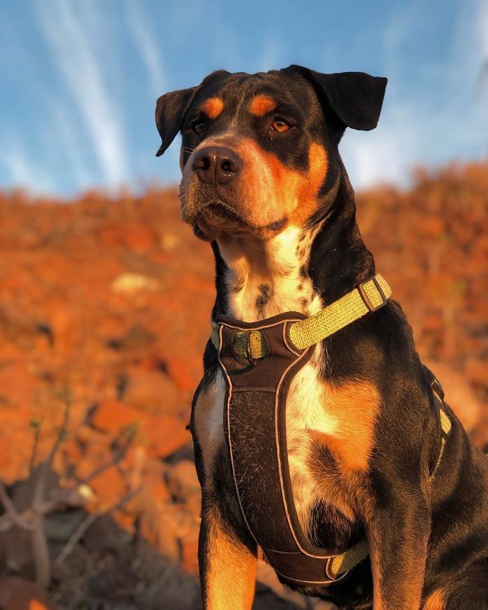 Pit Bull + Rottweiler