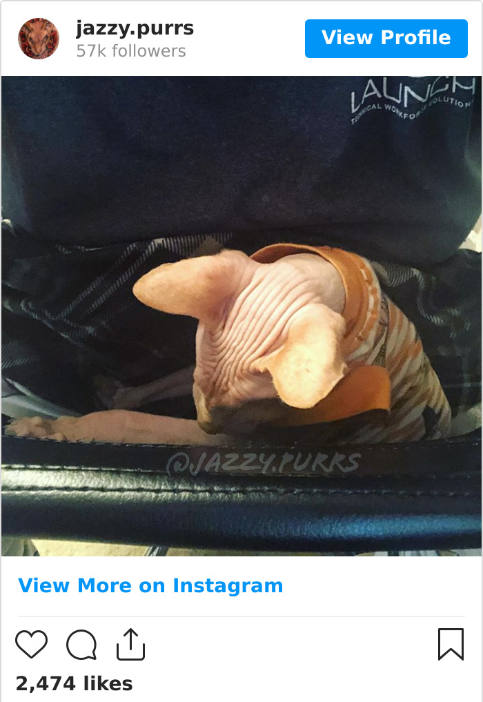 Jazzypurrs-Jasper-Cat-Sphinx-Eyeless